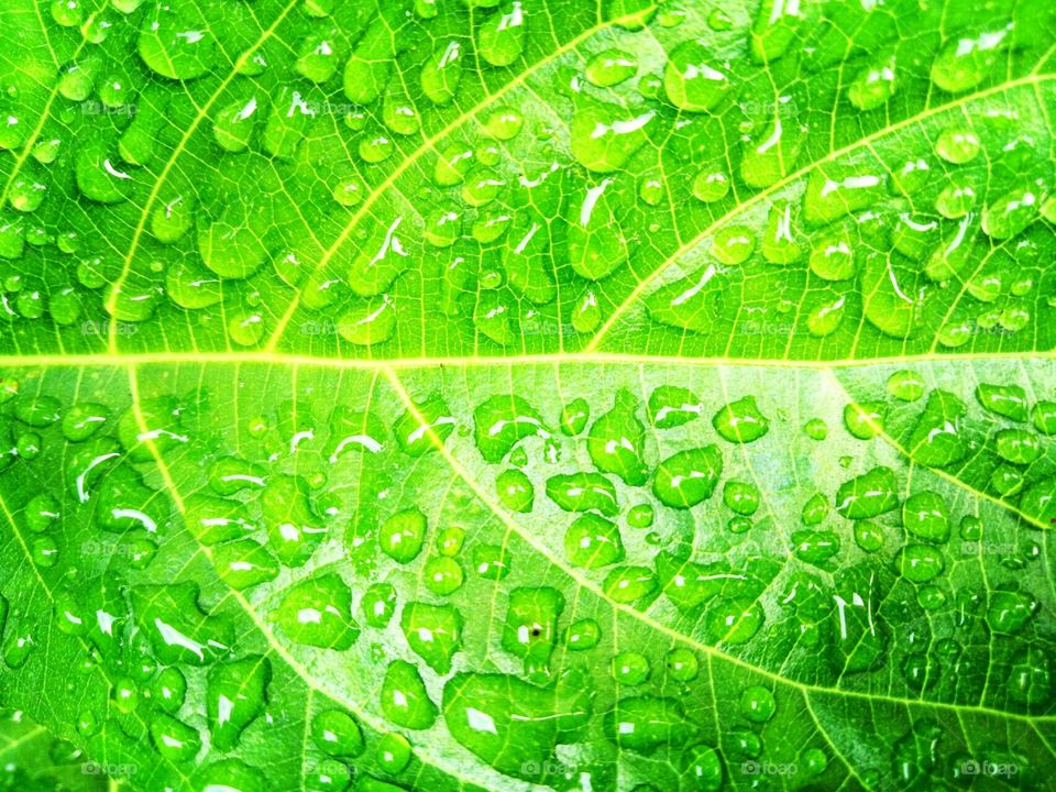 drops of dew on green leaf