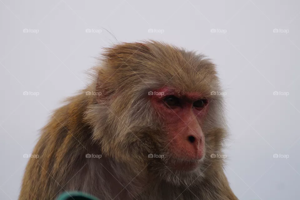 Monkey