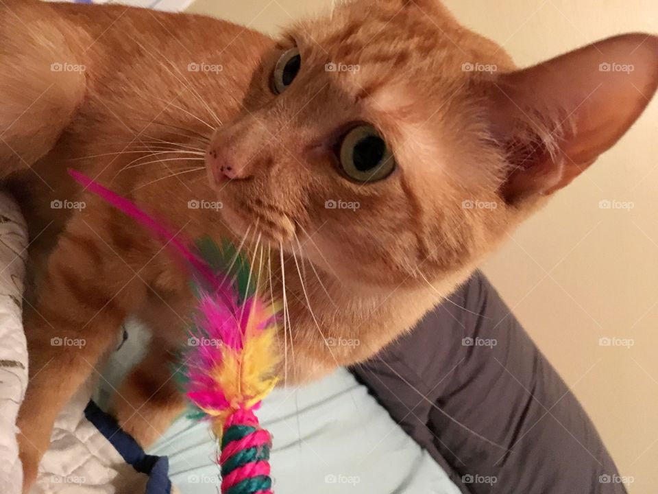 Ginger kitty playing with colorful feather ball stick toy