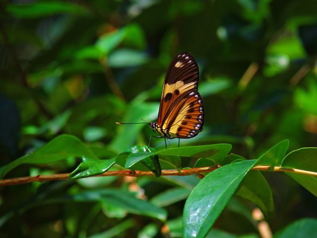Butterfly on leaf