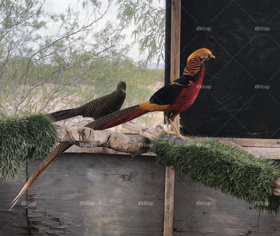 Female and male Chinese golden pheasant photo 
