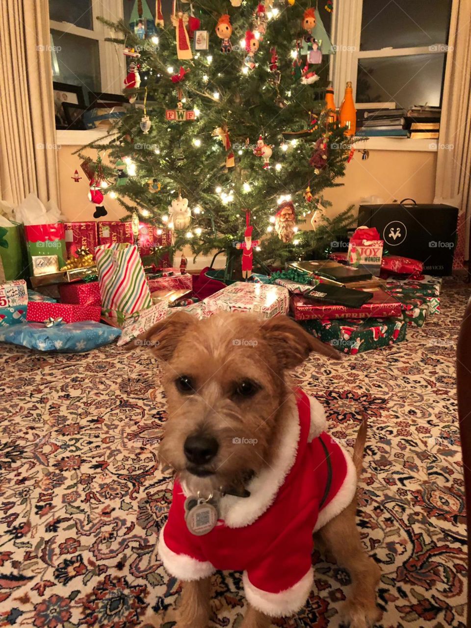 Max in Christmas