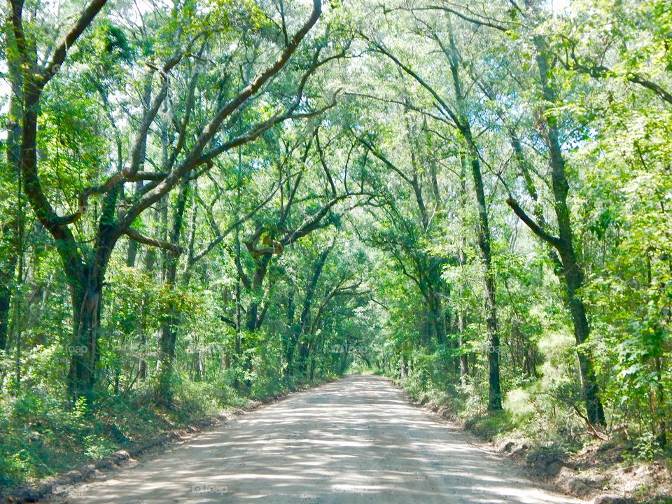 Tree Lined Road 