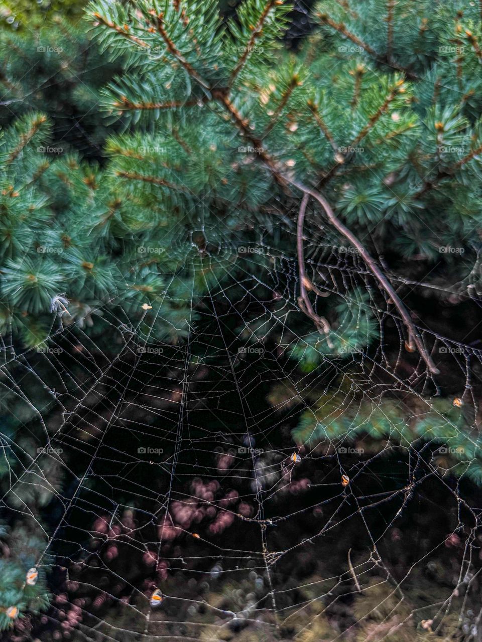 🕸️