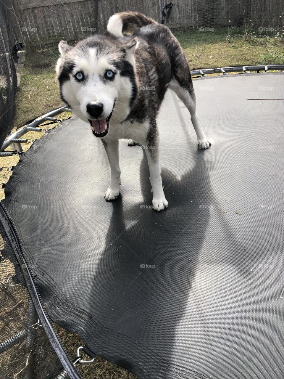 Siberian husky