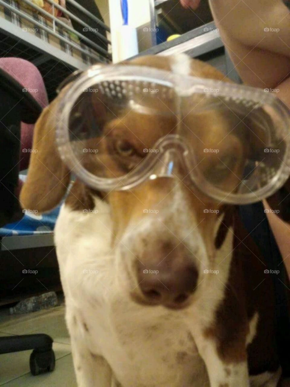 Scientist Dog