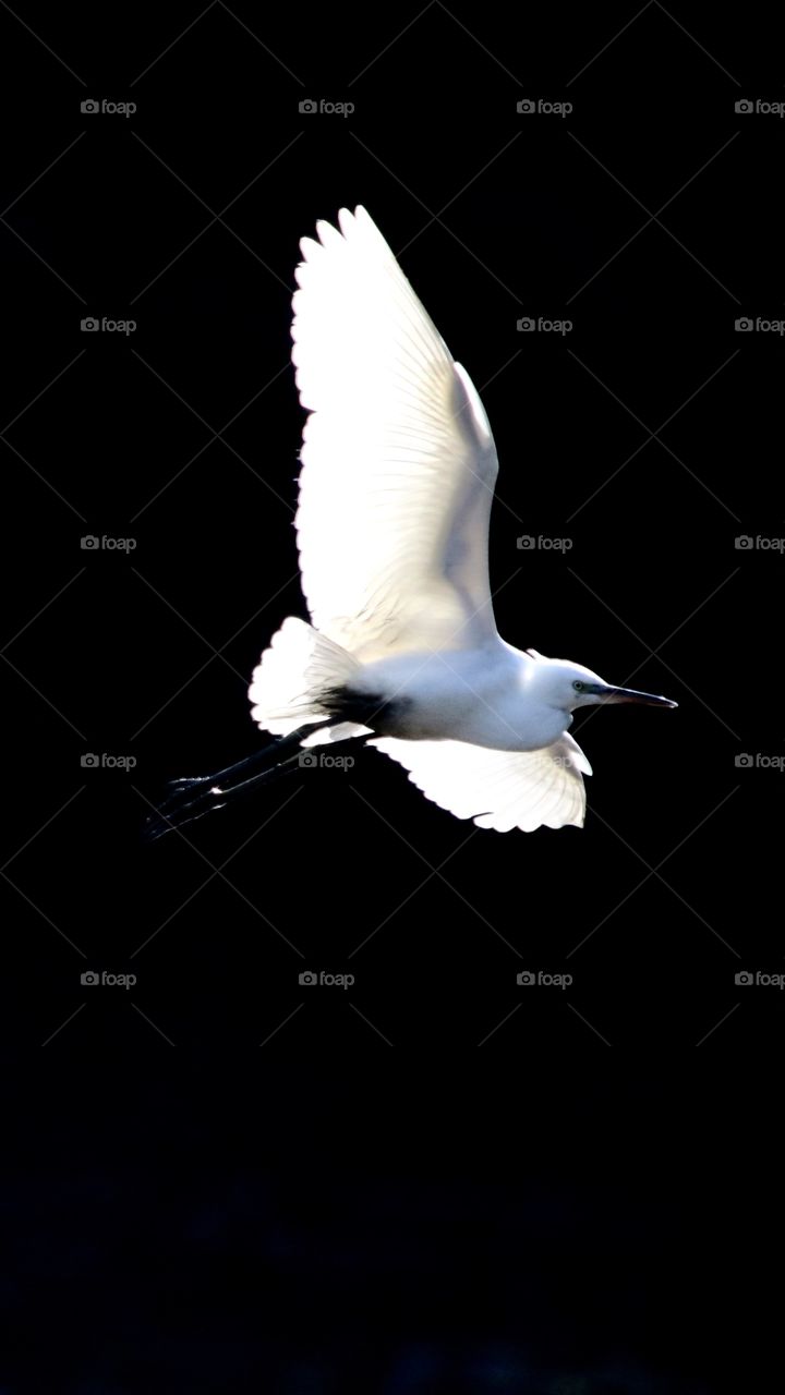 Egret 