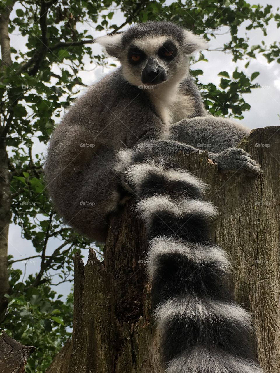 Lemur pose
