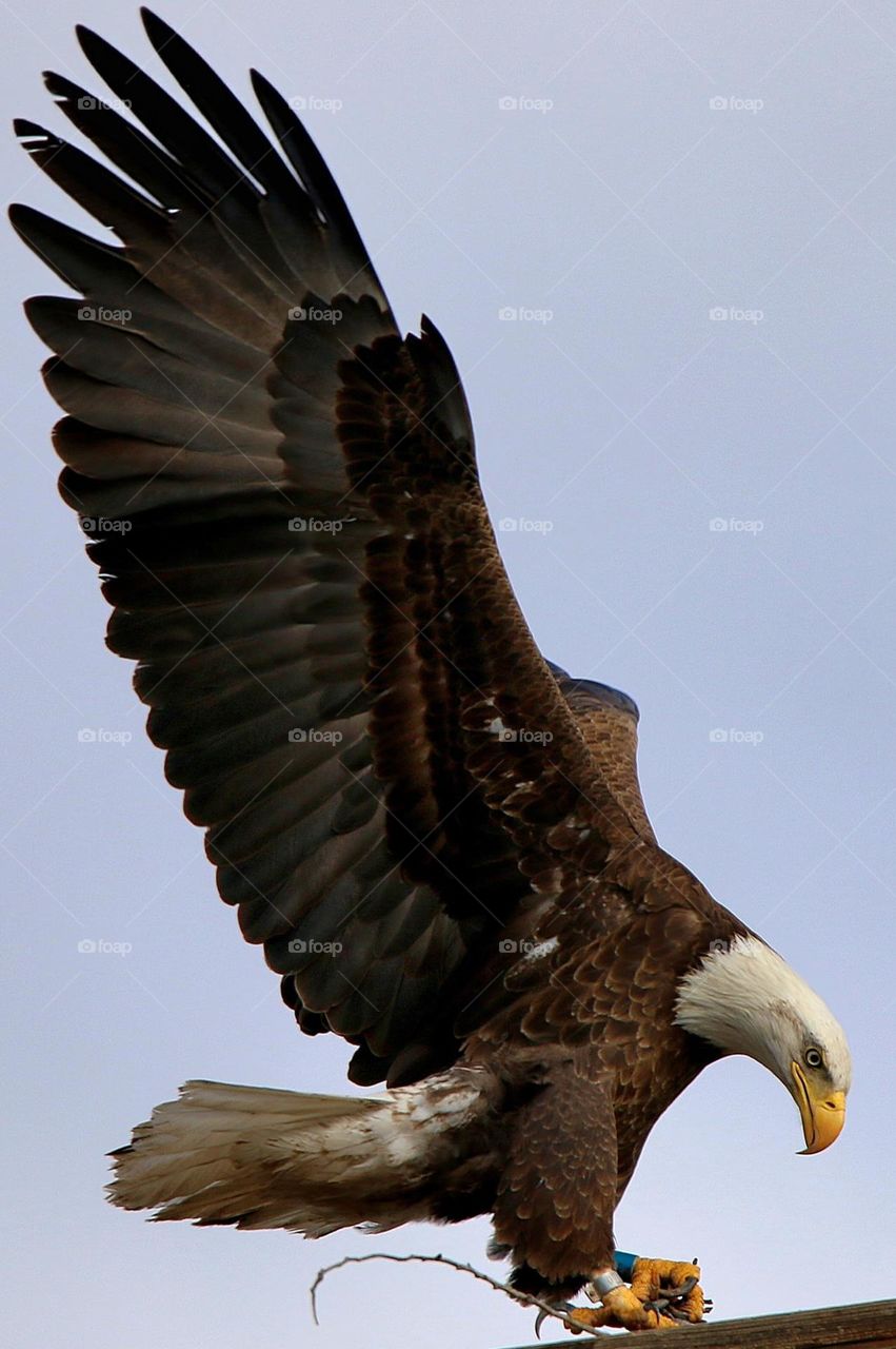 Bald Eagle Bringing Stick for Nest