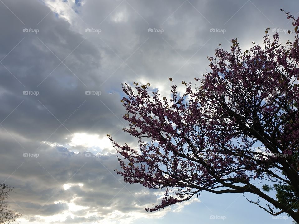 Sky  in flowering branches