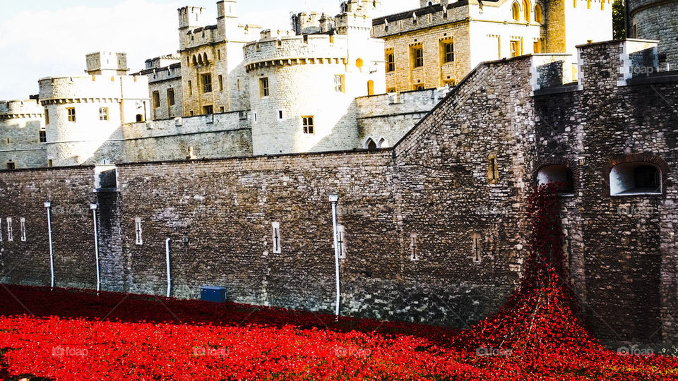 Poppys at the Tower of London