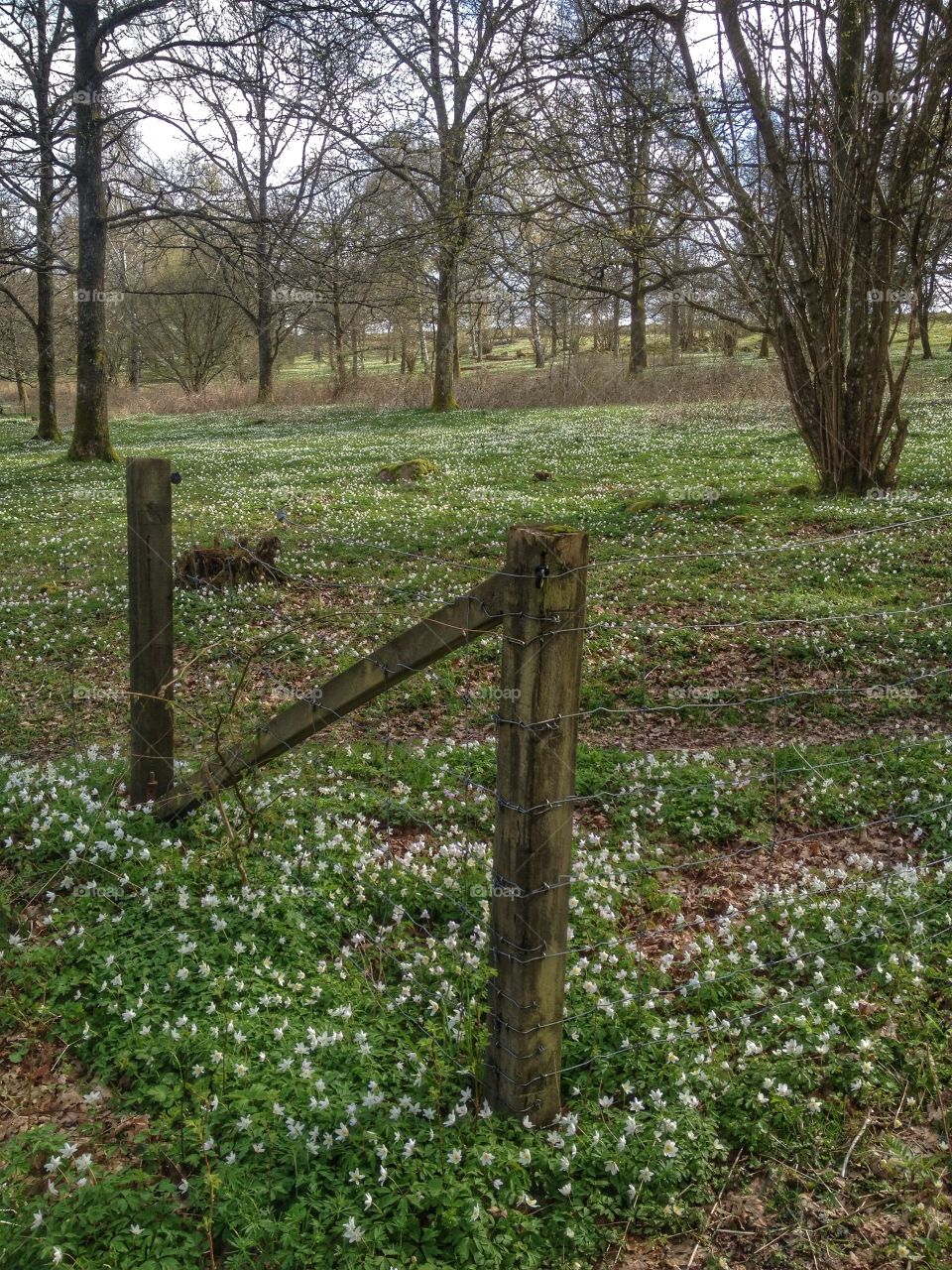 Anemones