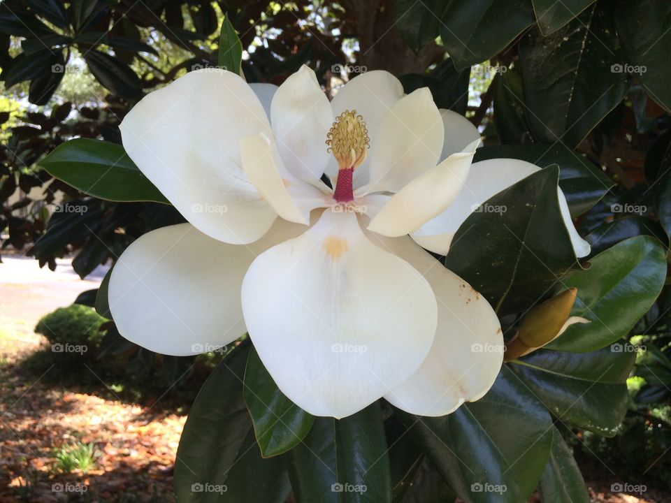 Magnolia in bloom