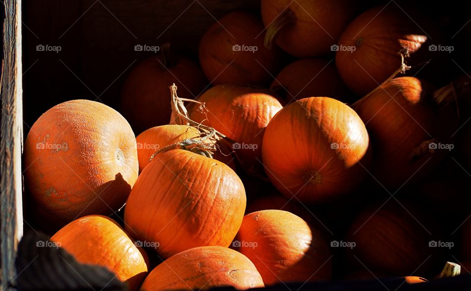 pumpkins