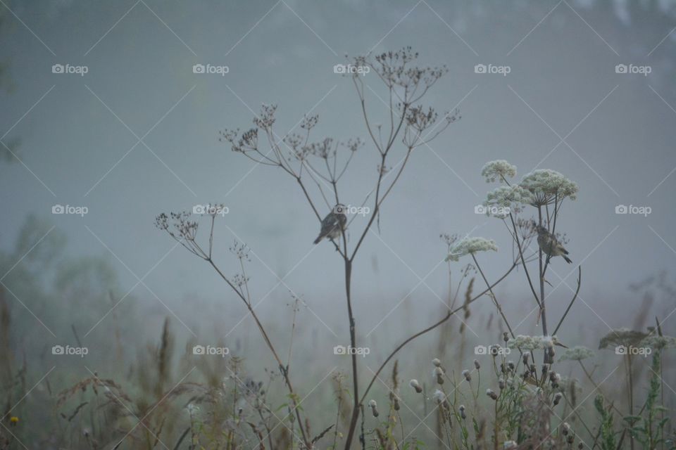 Nature, Field, Landscape, Flower, Bird