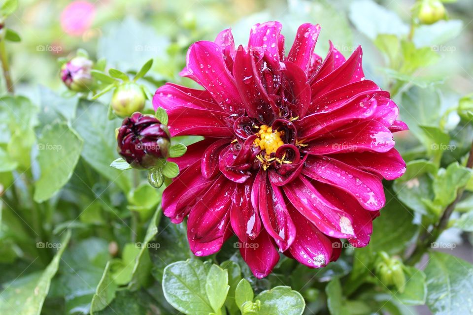 flower. Nature. plant. water. waterdrops. a violet flower in a community garden with water drops.