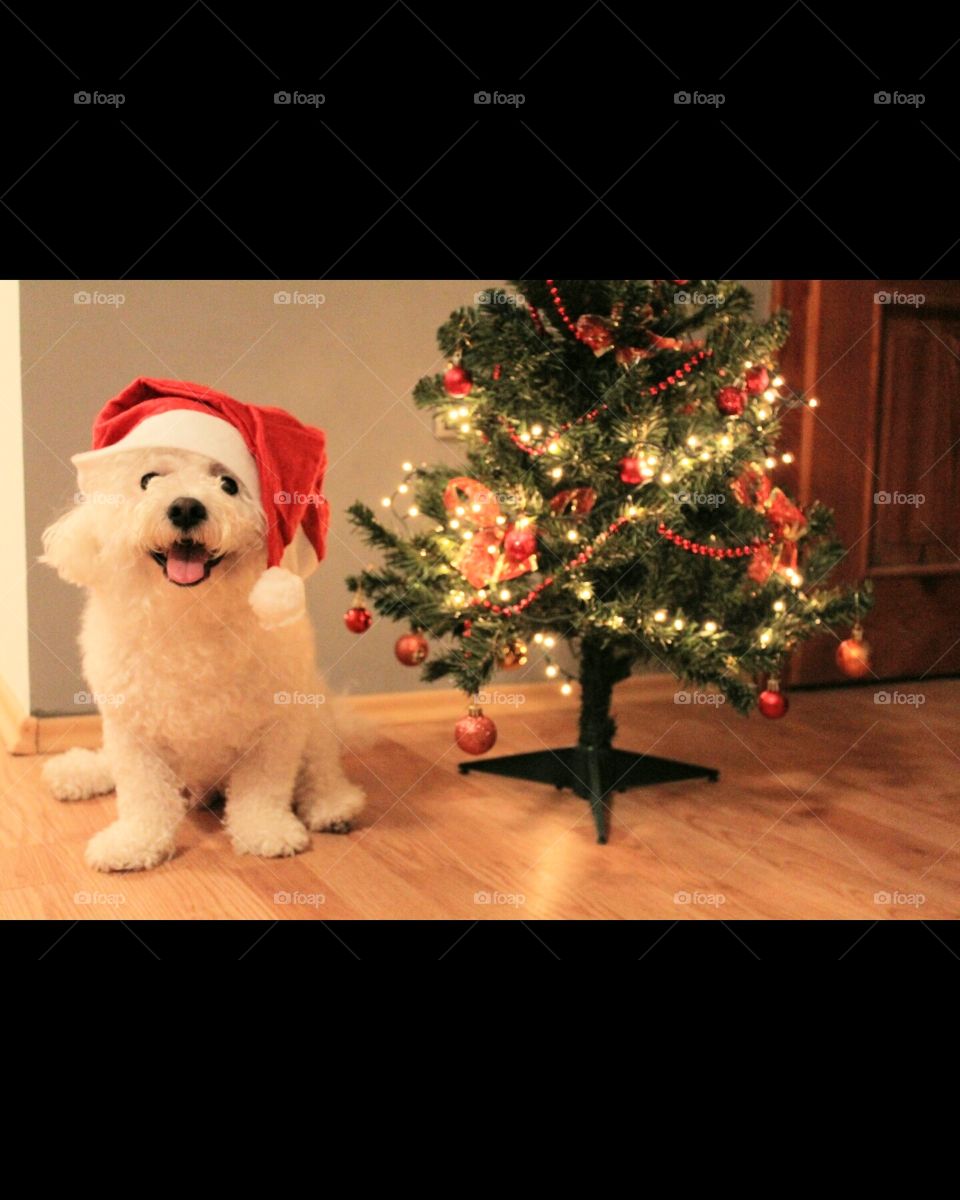 Christmas, Dog, Winter, Celebration, Tree