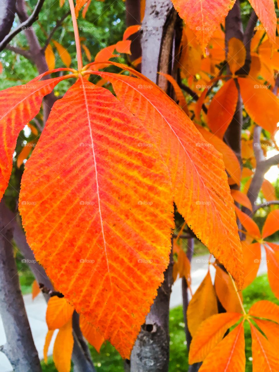 Fall leaf