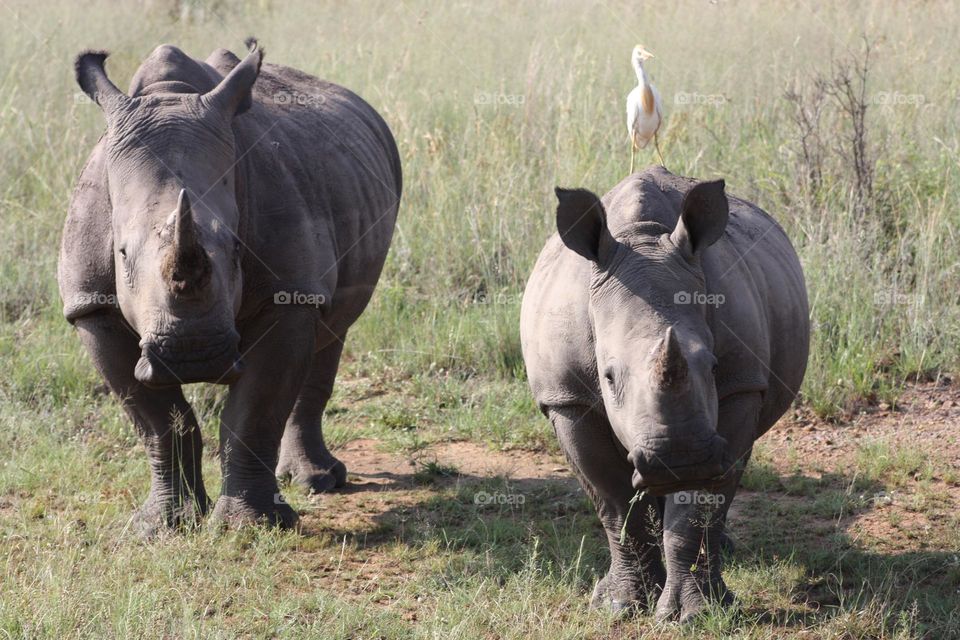 PROTECT. White Rhinos