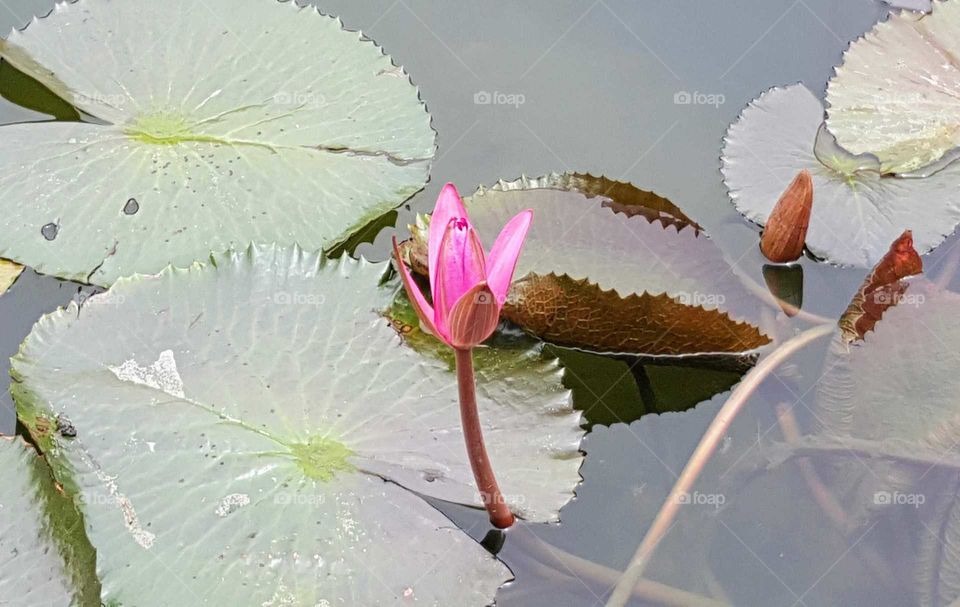 lotus ponds