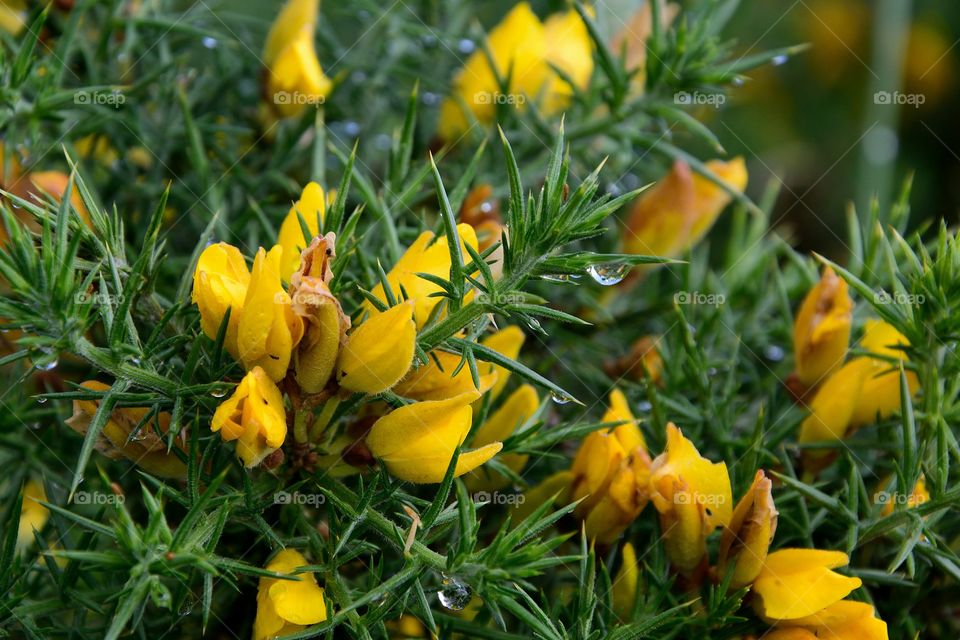 Gorse after the rain
