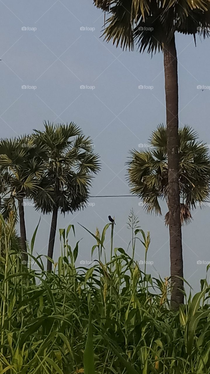 This clicks is evening click very nature