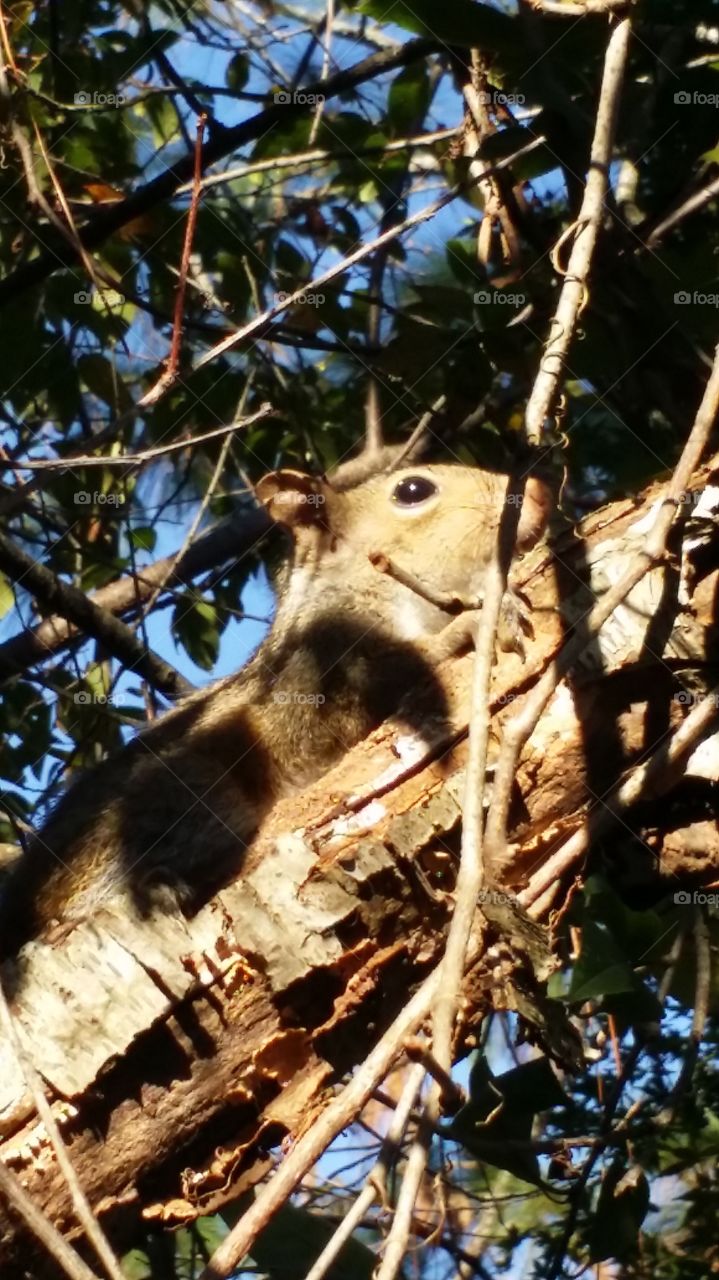 Squirrel!. baby squirrel I found in a tree in my backyard.
