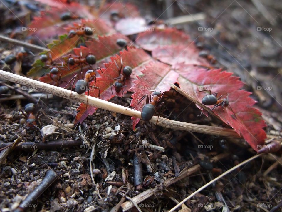 There is an ant hill close to my house.  The weather has been nice so the ants have been very busy and active. I noticed that many ants makes an interesting sound.