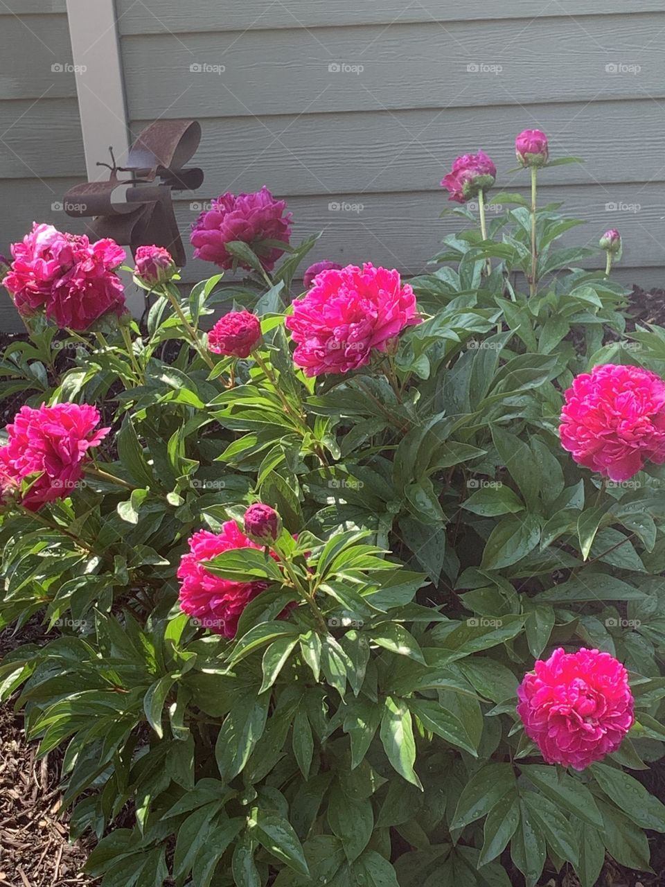 Out of control peonies 