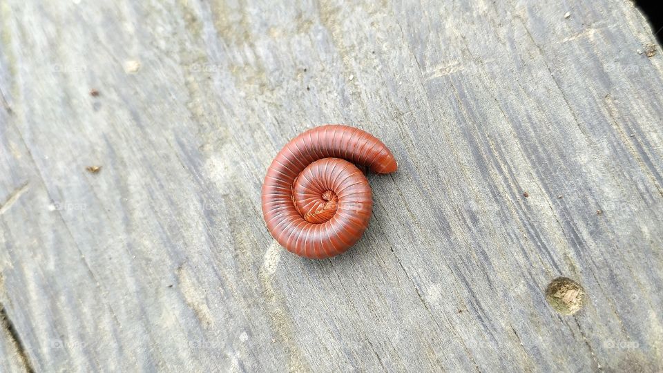 coiled millipede on the wood floor