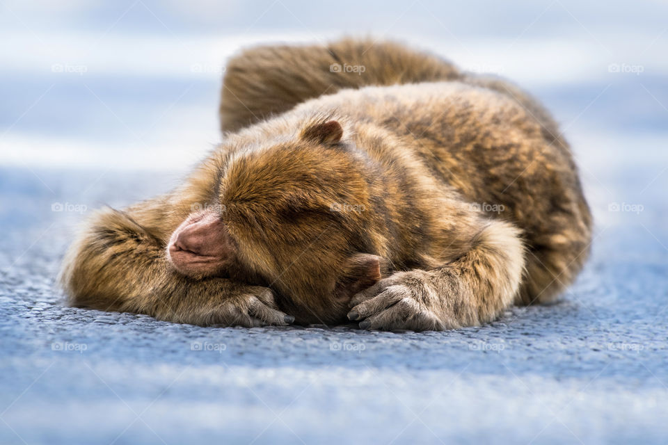 The barbarian macaque monkey rests on the ground