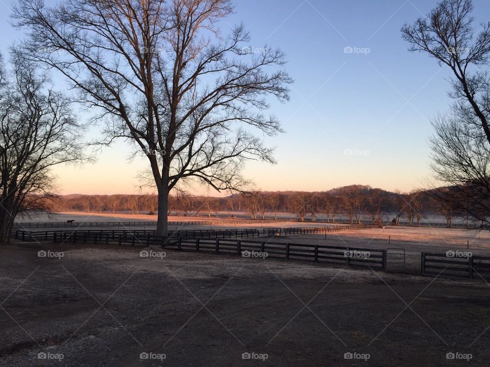 Misty January sunrise on the farm across the fields with prominent tree silhouette and fence line