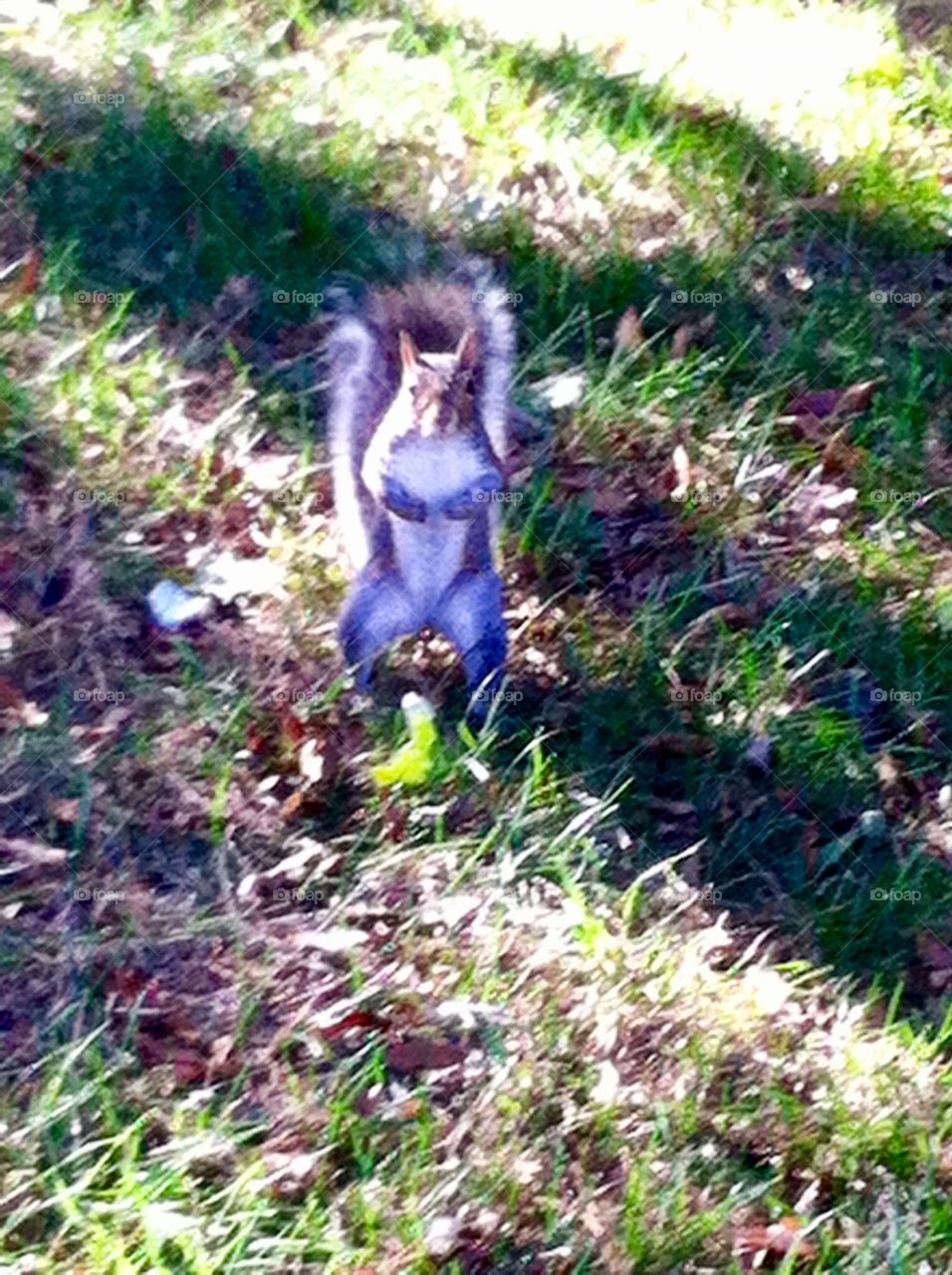 Nature, Leaf, Outdoors, Grass, Garden