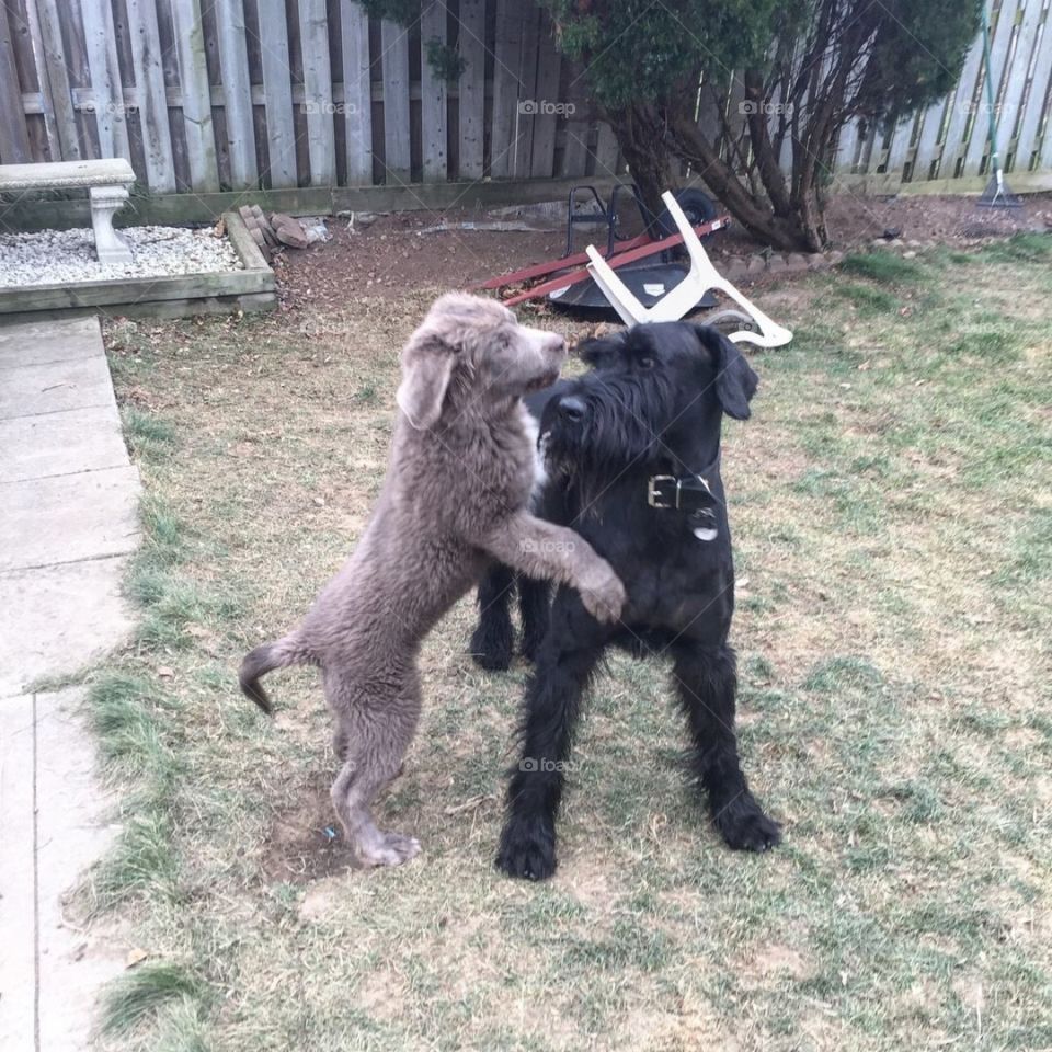 Puppy and Dog Playing