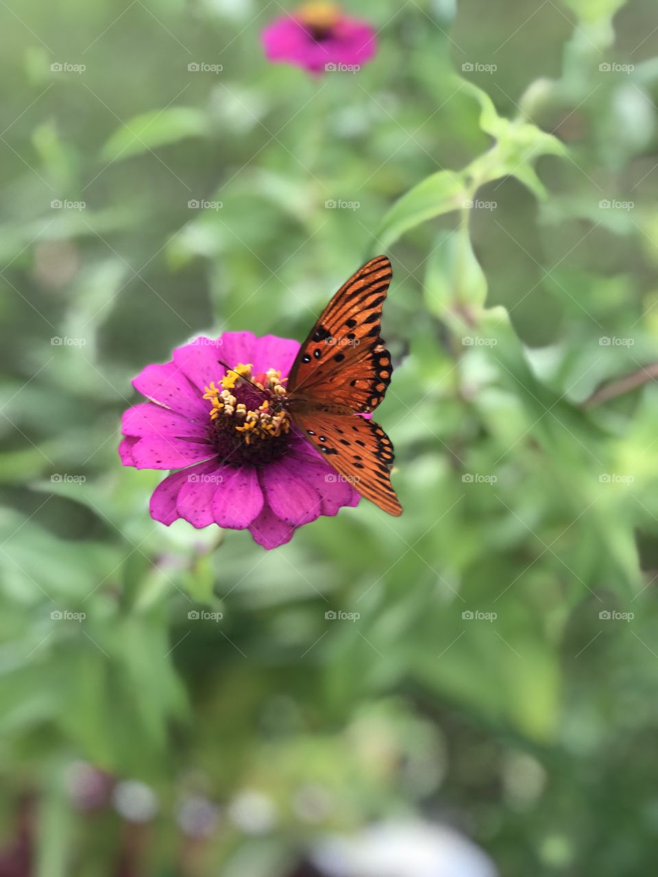 Lighthouse Lady butterfly perched on a pink zinnia with yellow pollen