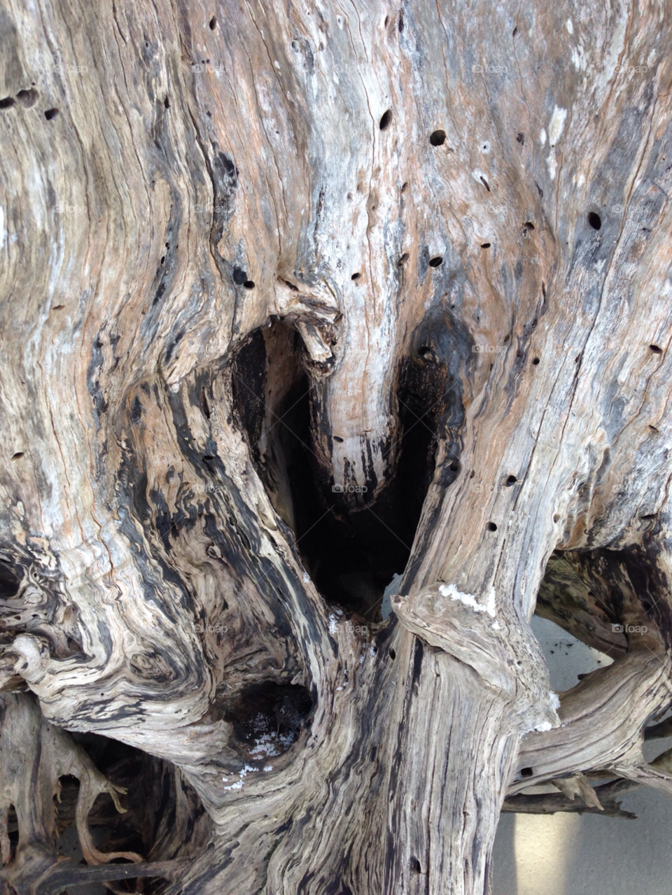 tree heart florida stump by gootms