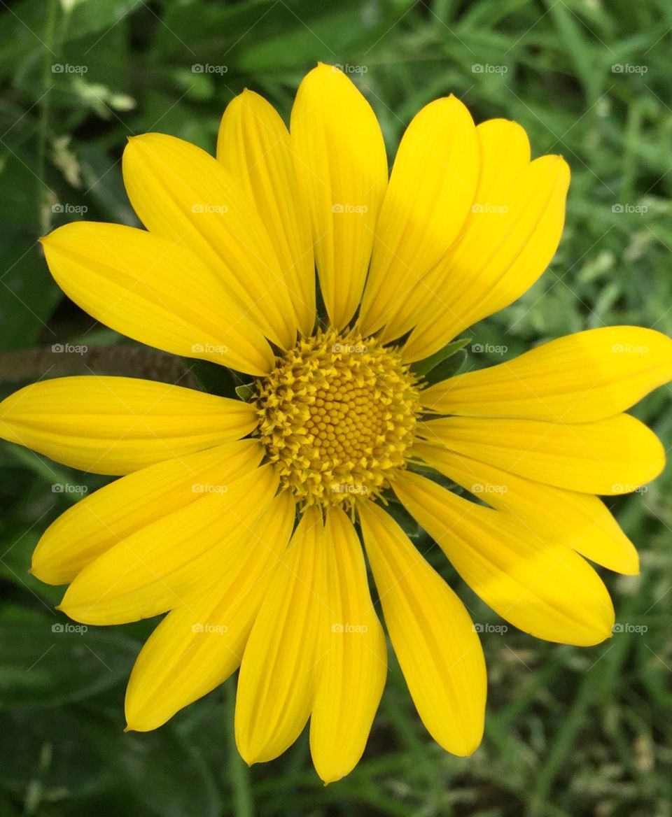 Yellow Little Flower