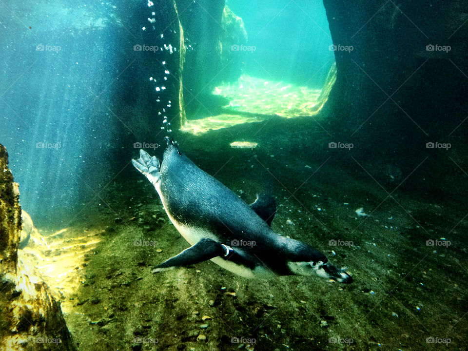 Take a Dive. A penguin swims in its habitat at the Oregon Zoo