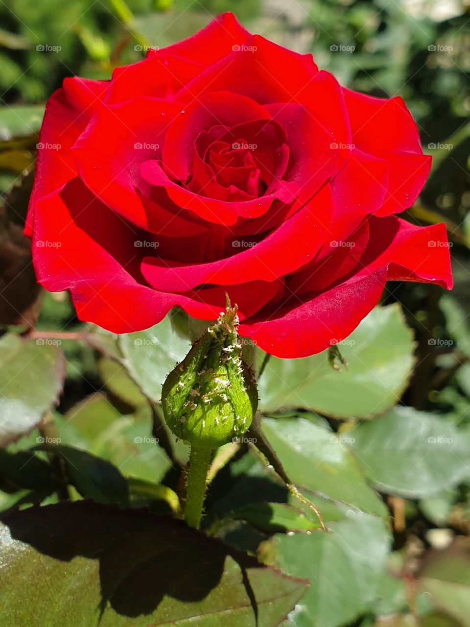 bright red rose and a bud