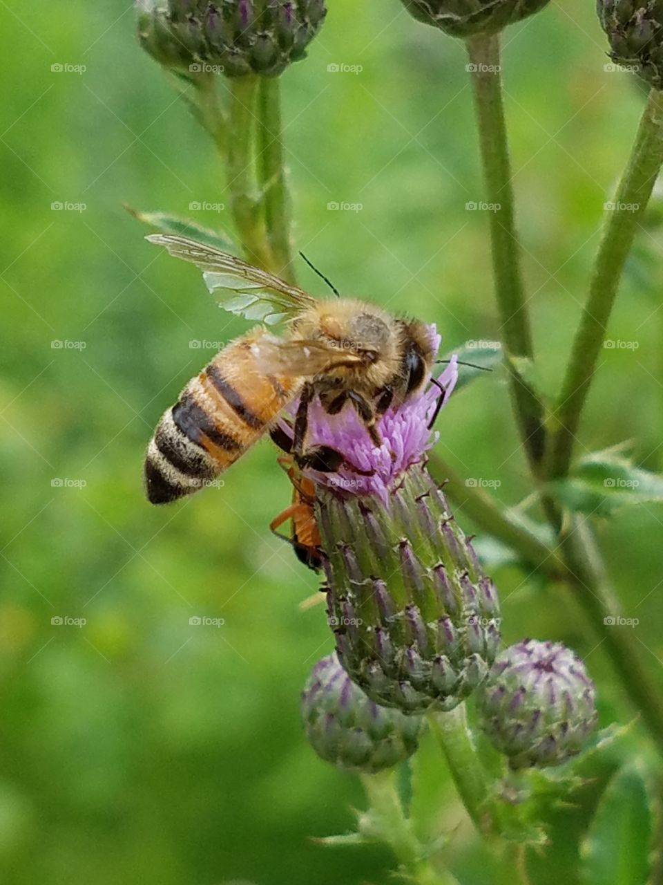 Bee