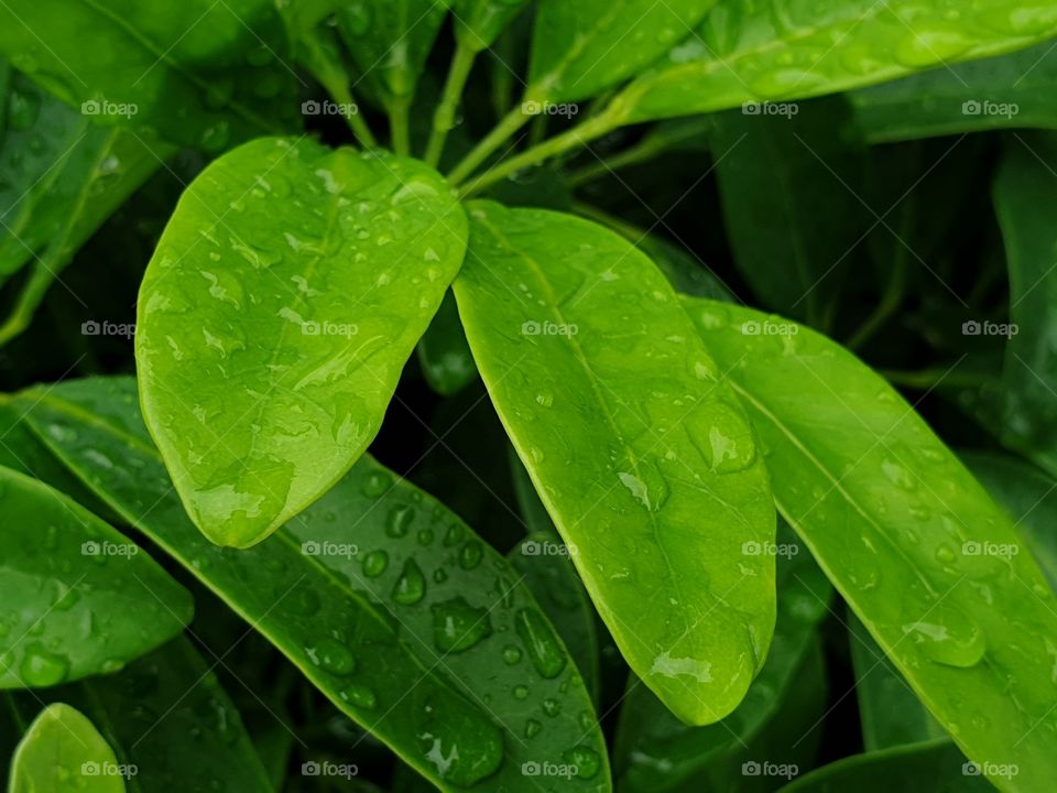 green and fresh