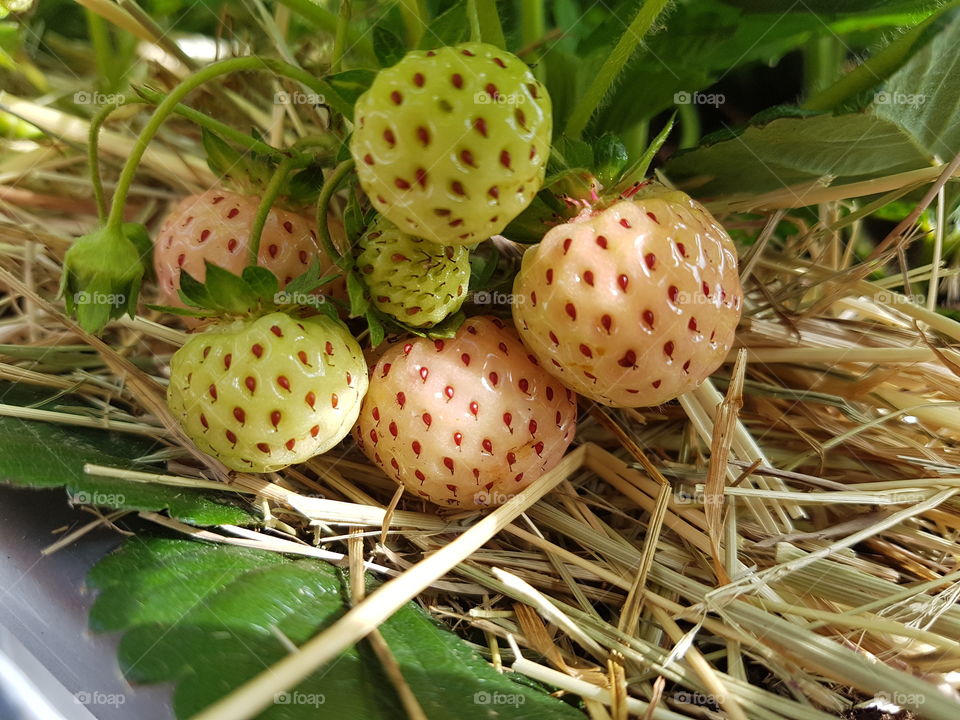 Exotic yellow and pink strawberries