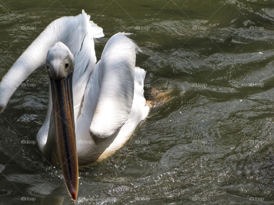 Pelican at the park 