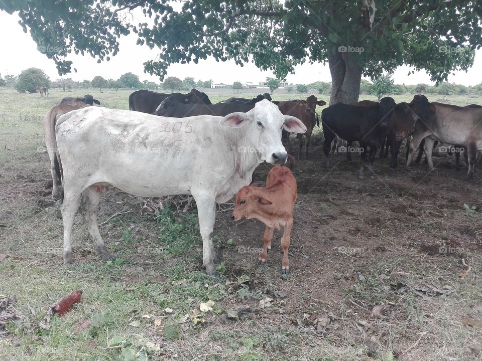 mother cow