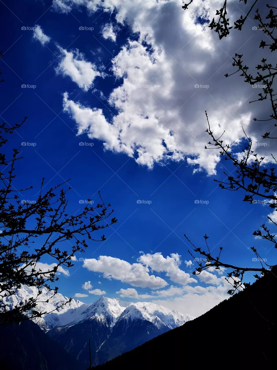Landscape of trees