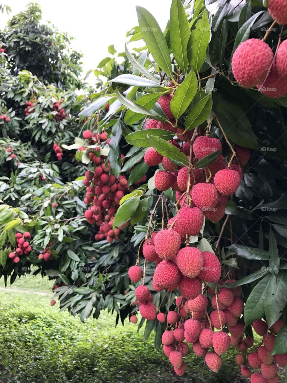 beauty of fruit