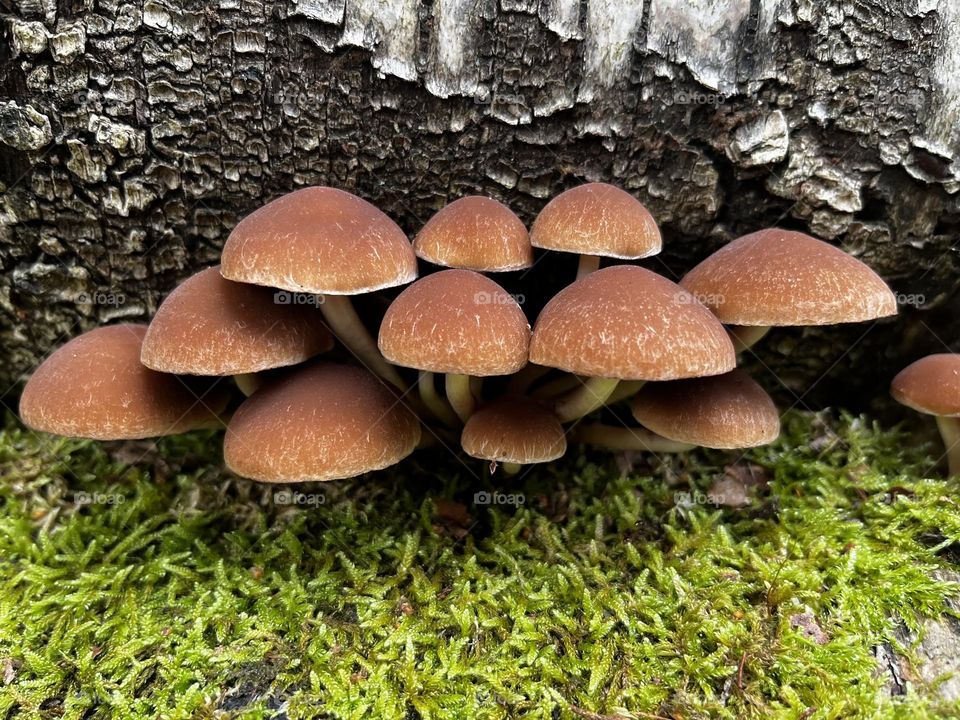 A close up of toadstools 