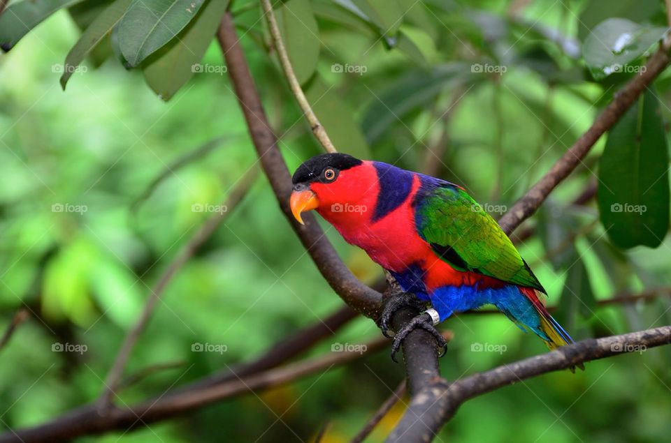 red tree colourful bird by hkjohan