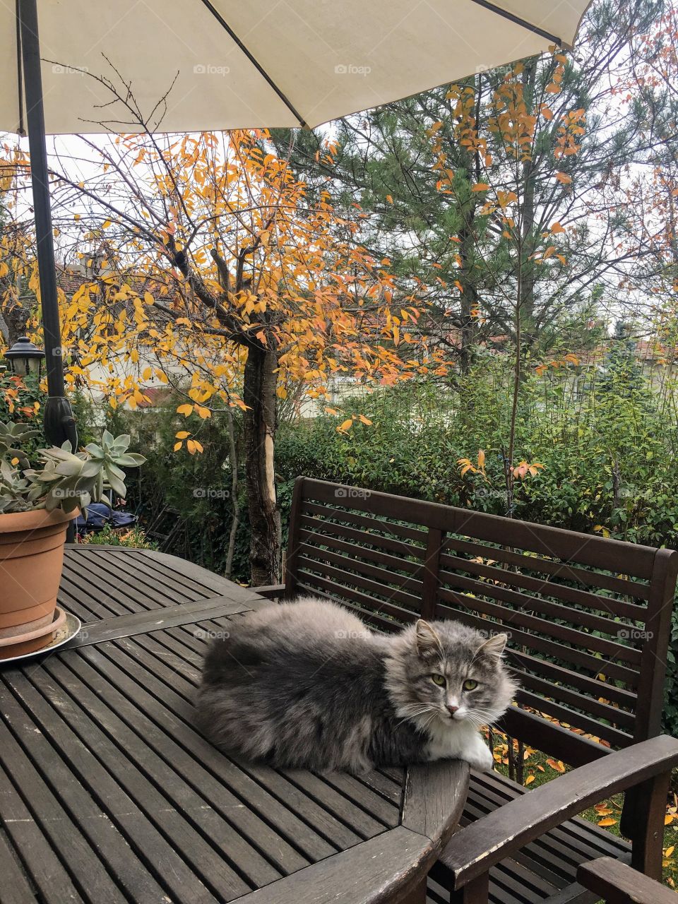 Autumn and lonely cat in the garden