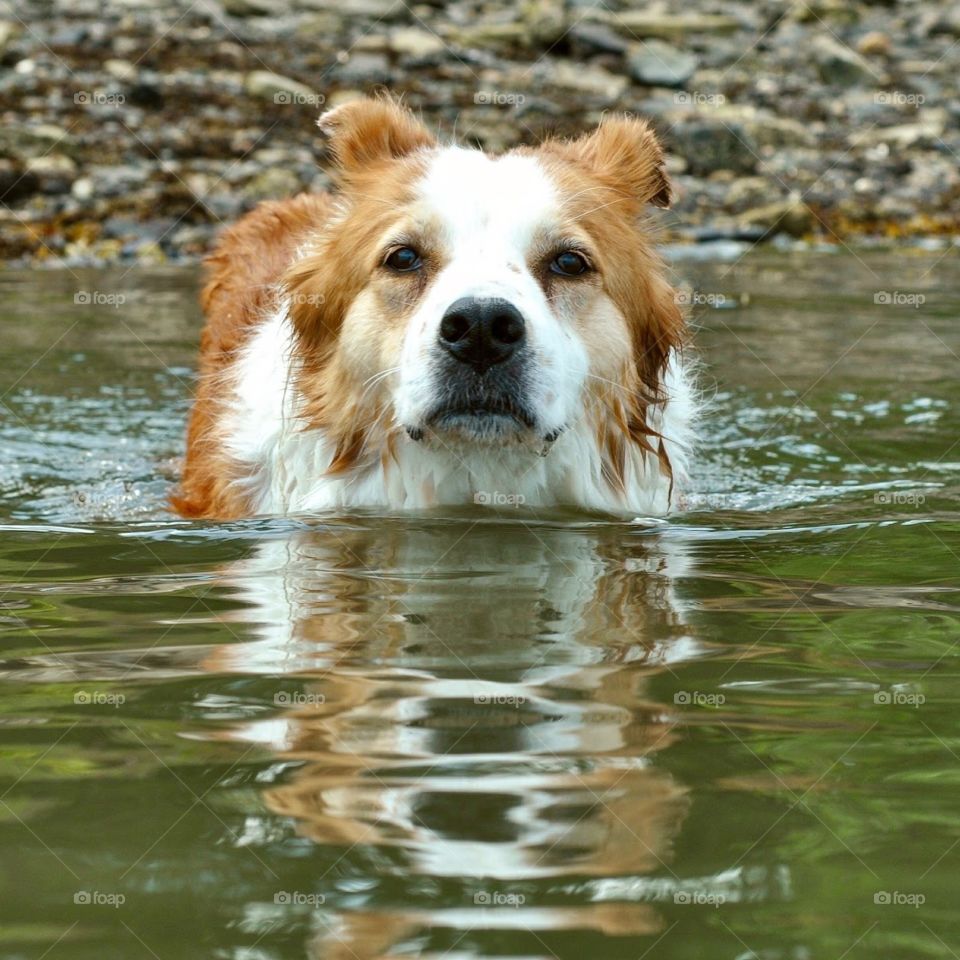 Beautiful tan and white collie type dog swimming in the water face on. 